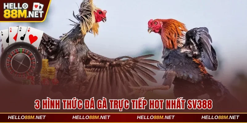 3 hình thức đá gà trực tiếp hot nhất SV388 tại Hello88