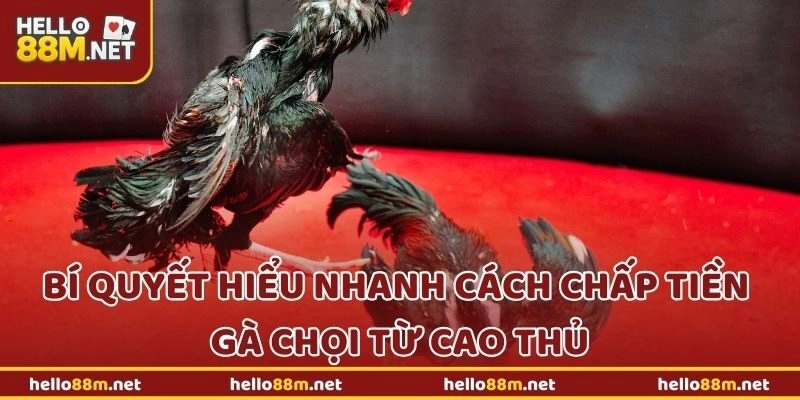 Bí quyết hiểu nhanh cách chấp tiền gà chọi từ cao thủ tại Hello88
