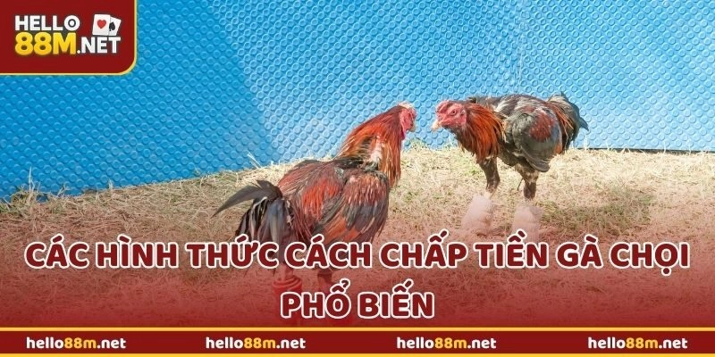 Các hình thức cách chấp tiền gà chọi phổ biến tại Hello88